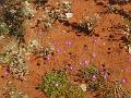 A 288 Alice Springs - Desert Park